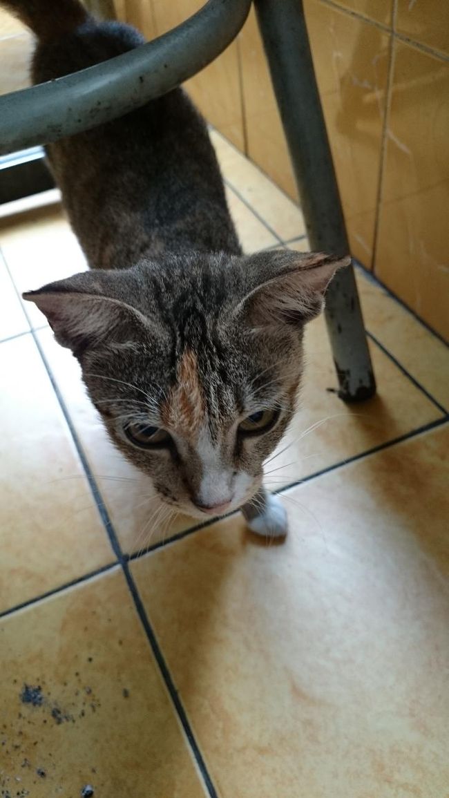 テーブルの下には、おこぼれを狙うねこちゃん。