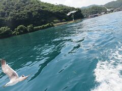 伊根湾めぐり遊覧船・・・立ち並ぶ舟屋や亀島、青島めぐる約25分の旅

船の上からは100円で購入できるエサをかもめやとんびにやることもできます

風を感じながら、様々な方向から飛んでくるかもめやとんびにびっくり

ノスタルジーな舟屋の風景にも癒されます

