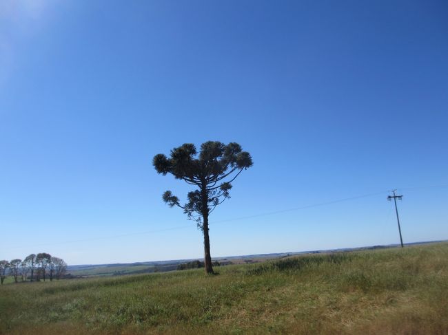 パラナ松（ピニェイロ）が１本<br />　パラナ州の名物だったのに今では<br />　　１つ南の州のサンタカタリーナの方が多い