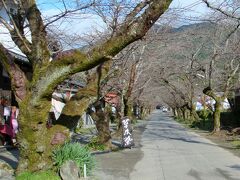 秋月に着きました。
メインストリートの杉ノ馬場は桜の名所です。