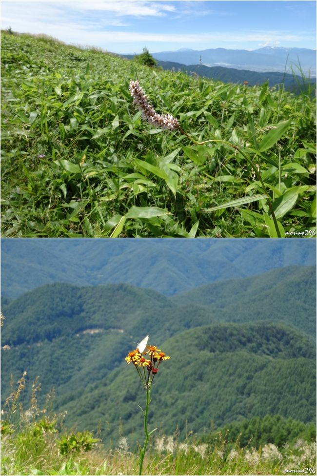 15夏の花旅 2 美ヶ原高原 美ヶ原高原 長野県 の旅行記 ブログ By Morino296さん フォートラベル