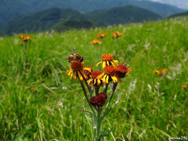 15夏の花旅 2 美ヶ原高原 美ヶ原高原 長野県 の旅行記 ブログ By Morino296さん フォートラベル 15夏の花旅 2 美ヶ原高原 美ヶ原高原 長野県 の旅行記 ブログ By Morino296さん フォートラベル