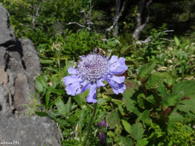 15夏の花旅 2 美ヶ原高原 美ヶ原高原 長野県 の旅行記 ブログ By Morino296さん フォートラベル 15夏の花旅 2 美ヶ原高原 美ヶ原高原 長野県 の旅行記 ブログ By Morino296さん フォートラベル