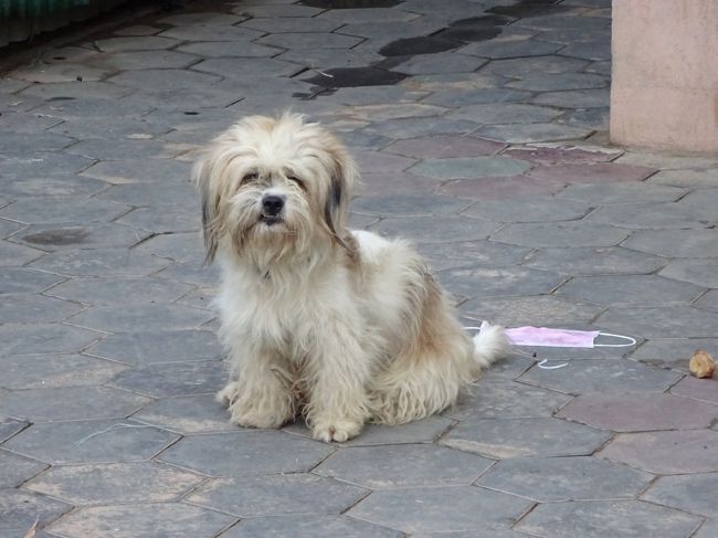 ワンちゃんと挨拶を交わしながら散歩