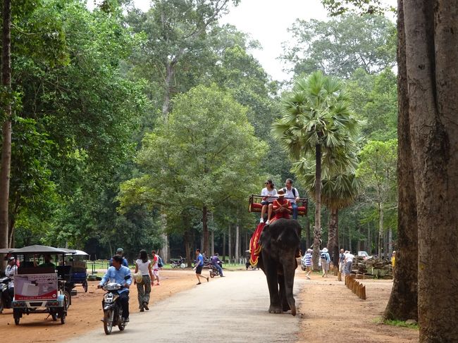 最近では像に乗っての観光もありの道を