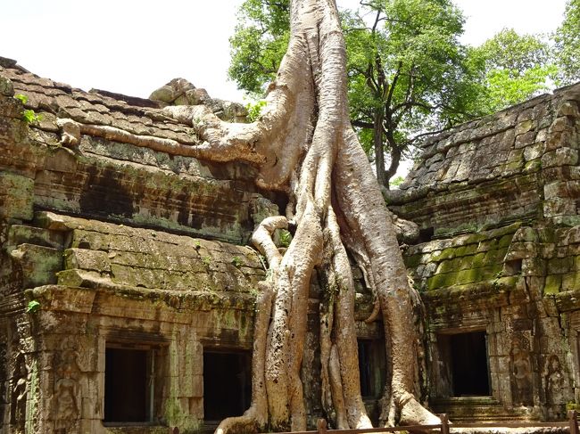 定番のガジュマルに覆われていく姿を見て<br />（今では周りが整備されつつあり情緒が無くなって来ていました）