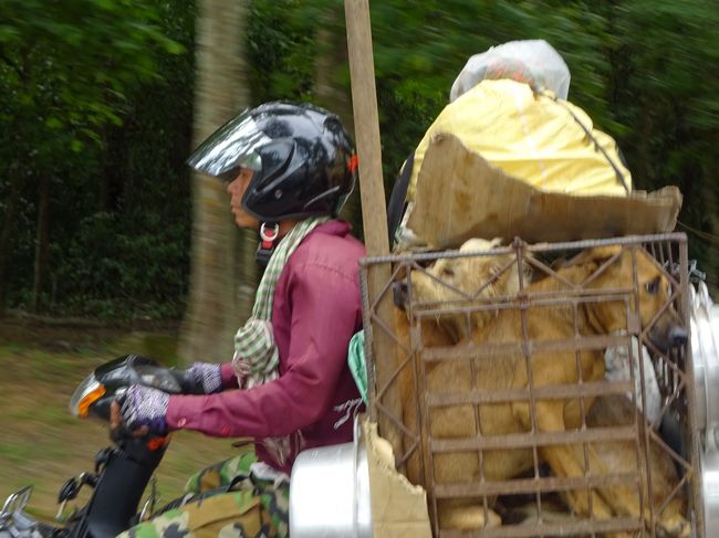 食用にされる犬ちゃん達の悲しげな顔を見ながら・・<br />寺院を目指します
