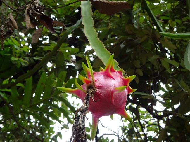 幹に２〜３個しか実をつけていない<br />ドラゴンフルーツ<br /><br />サボテンの様にこんななり方をしているんですね