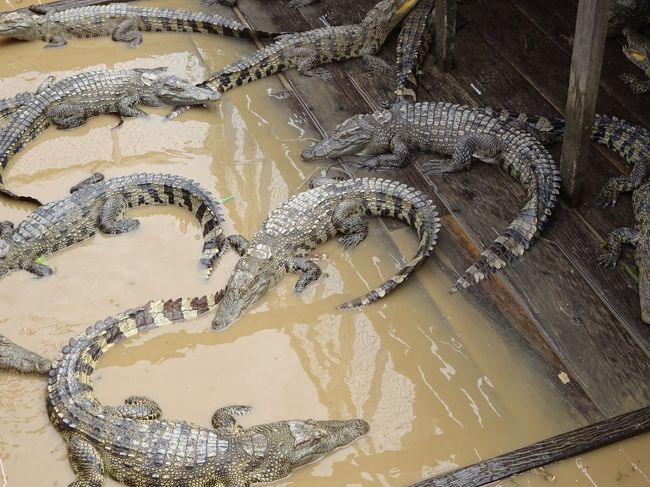 途中、例によってワニやナマズの養殖を見学して
