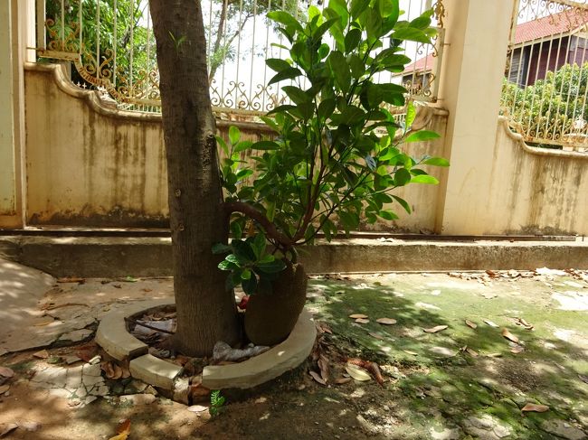 庭にはジャックフルーツが実り