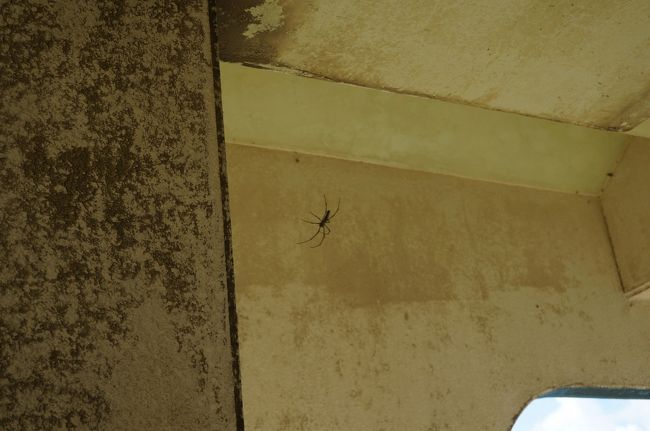 展望台は廃墟のようになっていて、そこら中に蜘蛛の巣がはり、でっかい蜘蛛がそれぞれの巣を守っていますw上まで行く勇気はなかった…