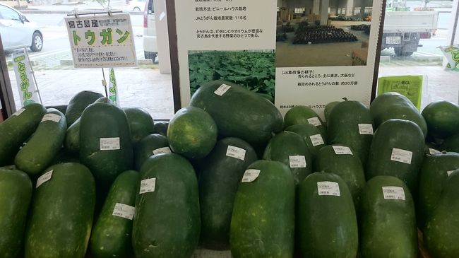 あたらす市場でお土産を物色。冬瓜がいっぱい！