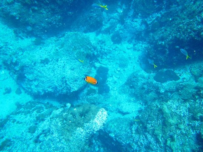 潜る途中も何かは居ます