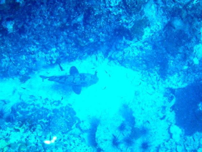 底に大きいの居ますねぇ〜