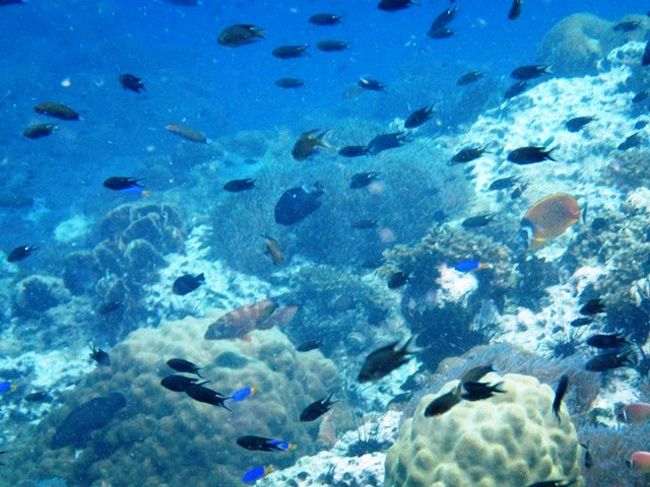 色んなのが混在ですな