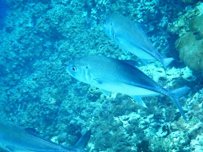 でかいアジ<br />昔はこれ釣りに船で出たんだよねぇ〜