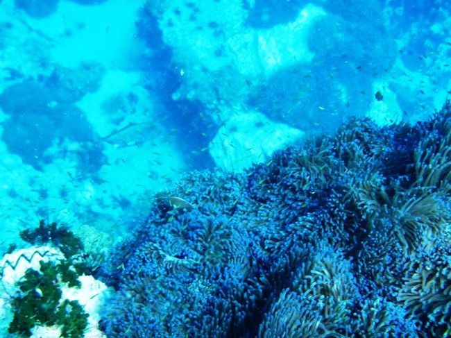 潮に押されたり・引かれたり<br />この揺れがダンスのようでした