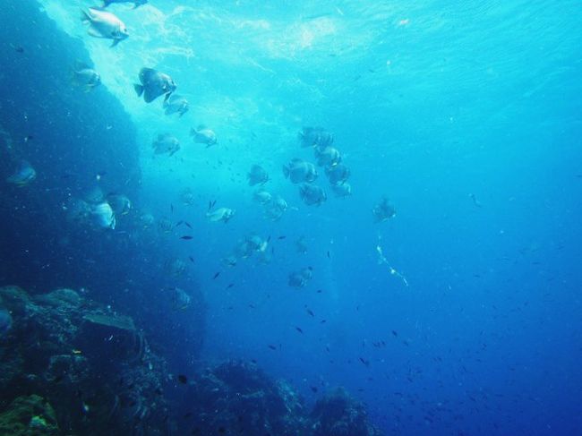 なんか来る<br />群れで来るよ