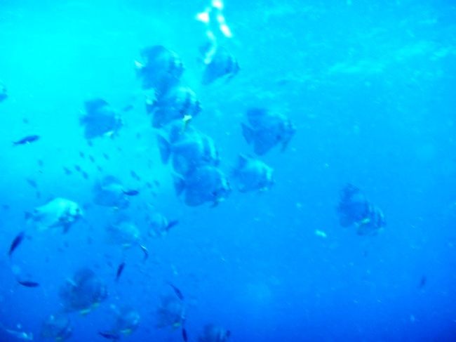 ツバメウオさん<br />この群れは近くに来ませんでした