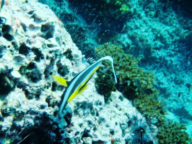 ナユアンでは追っかけてたなぁ〜<br />ここでは可愛い存在と流します<br /><br />ビギナーでも<br />だんだん贅沢に見れる様になる<br />セイルロックおそるべし（笑）