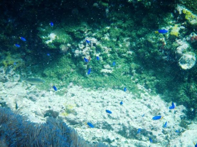 やっばねぇ〜<br />小さくても青がキレイでわぁ〜