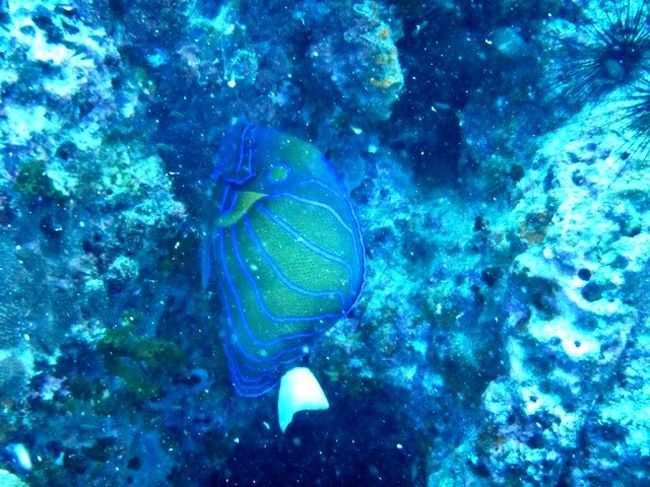 ワヌケヤッコ<br />この子大好き<br />実物本当に美しいと思う<br /><br />見つけると追いかけてますなぁ〜