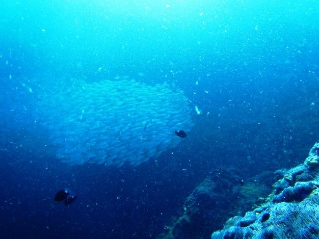 本日３回目<br />アジ玉接近中ですな