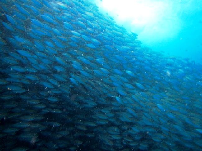 正面<br />やや上層を通過中<br />何度見ても<br />キラキラでキレイでしたよ