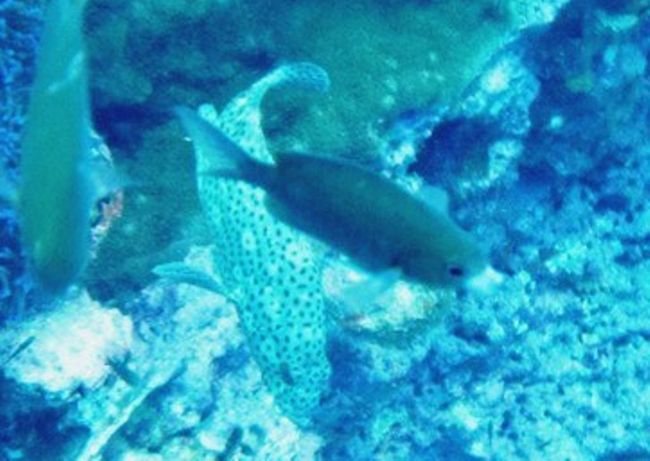 まだらな子混じってますな