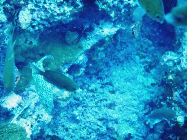 まだらの子<br />動き早し