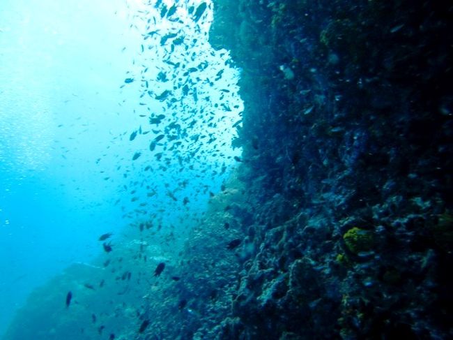 ゴミじゃないよ<br />魚だよ（笑）