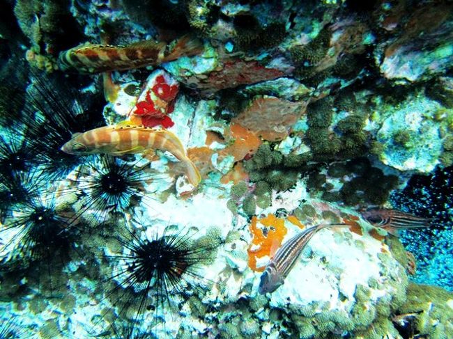 メバルみたいなの集まってます<br /><br />右下気泡が少し見えますか?<br />