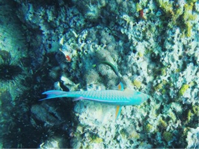 ウロコからすると<br />ベラの類ですかねぇ〜