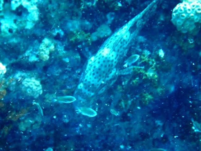 まだら模様君<br />またまた遭遇