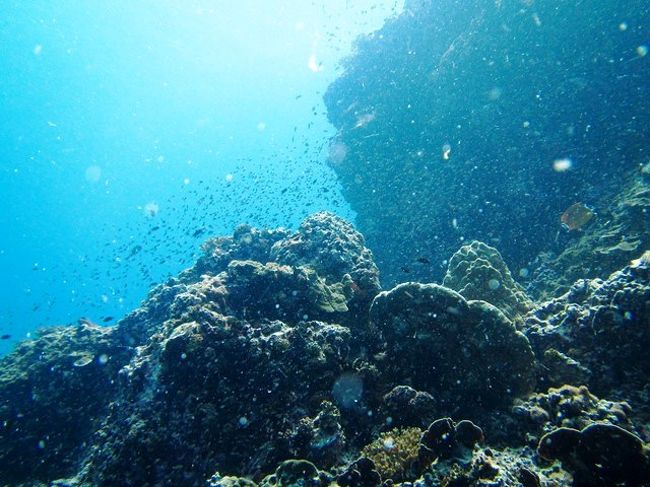 こちらでも<br />お魚湧いてます