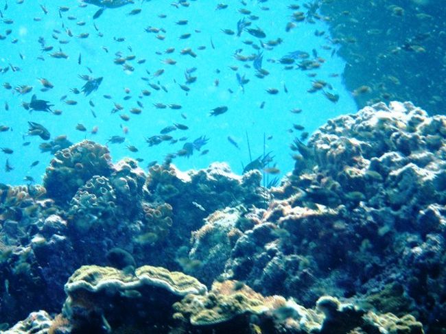 ほとんど<br />魚掻き分け進む状態ですな（笑）