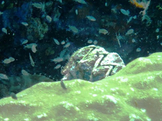 左下奥<br />背びれ見えました