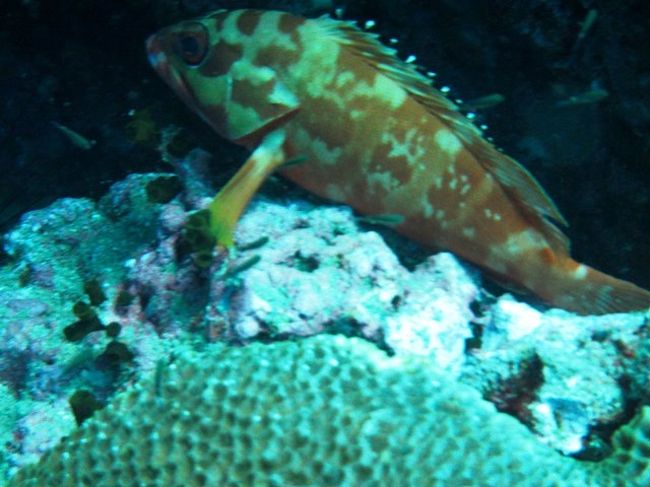 泳いでないよ<br />そのまま歩き出しそう（笑）