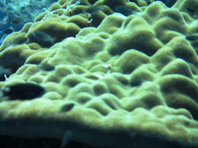 これは何かと云うと