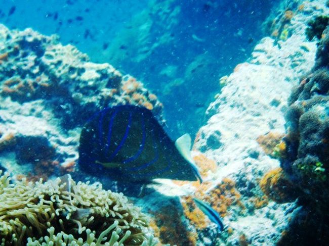 ワヌケヤッコさん<br />居ますねぇ〜