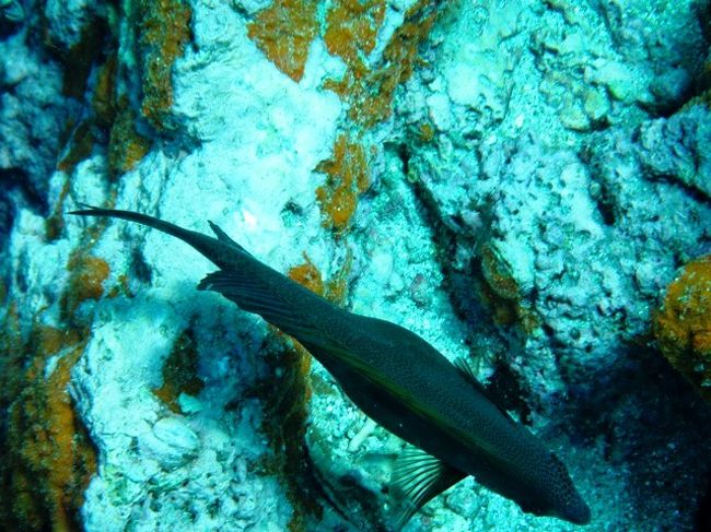 アマさんほどでないが<br />お腹ポッコリ君