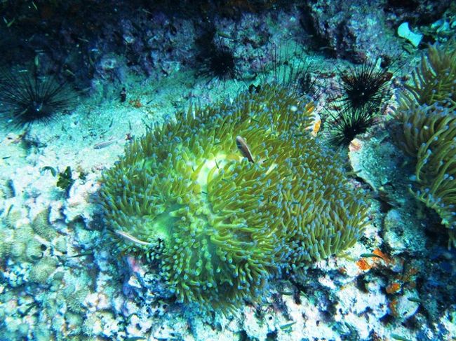 居ますねぇ〜<br />存在感がと小さくてもあるよ