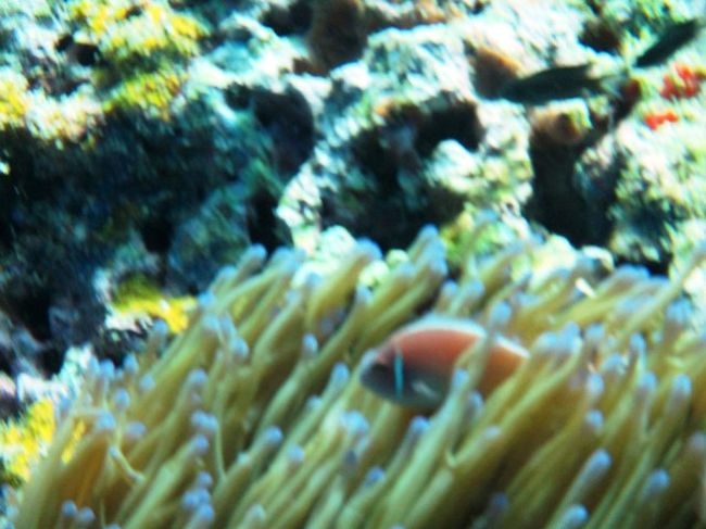 ウ〜ン<br />ボケたなぁ〜<br /><br />慣れぬ水中撮影で構図も何もなく<br />撮り続けてるが・・・<br /><br />後戻りできない水中撮影ですからね。。。<br /><br />これはボケてほしくなかった一枚でした<br />(/_;)<br />修業が足らんと云われてる様でした