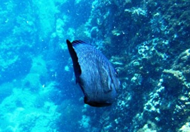 突然大きめなのが横切る<br />あたは誰?<br />