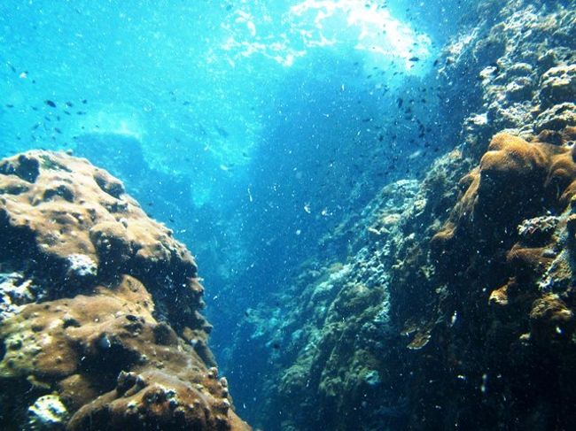 アングルやや上へ<br />見慣れた光景になってる<br /><br />上層は<br />プランクトンの様に魚湧いてます