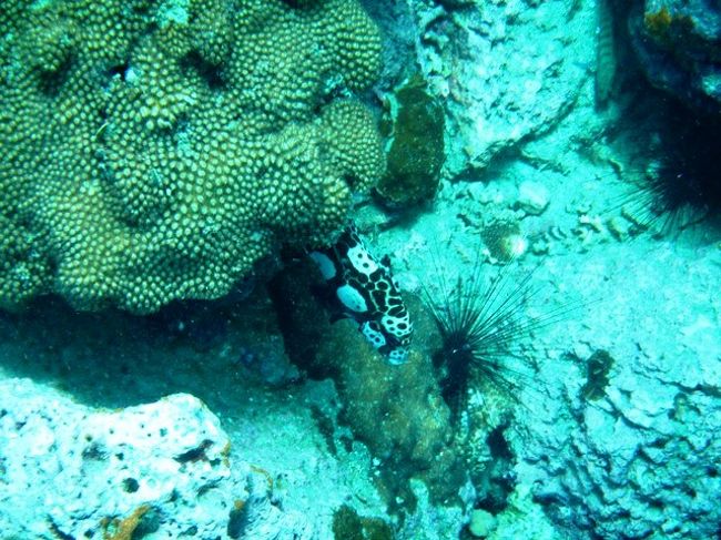 そして<br />師匠が肩たたき指さす<br /><br />おおっ<br />モンガラなんちゃらの幼魚<br />名前聞いたが忘れました<br /><br />みごとな御紋柄ですな<br />成魚になると体色変わるそうです<br />そんな説明聞いた気がする<br />気がするだけだから・・・