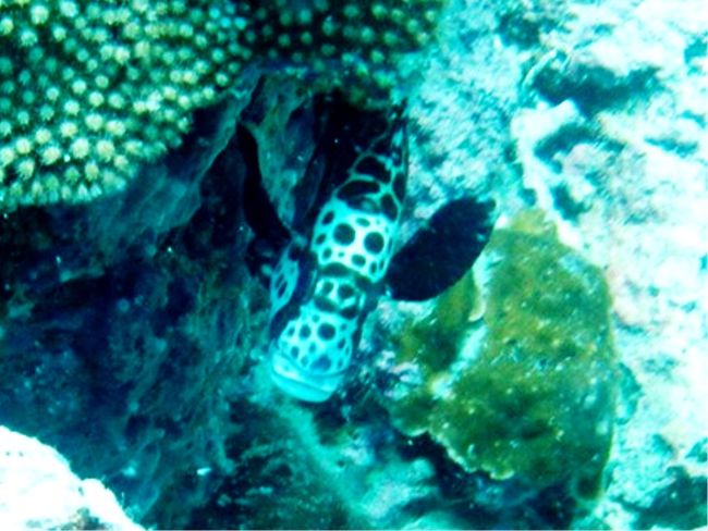 こっち見てるよぉ〜<br />拝顔完了でした<br />(^_-)-☆