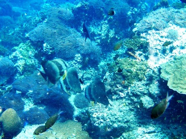 ツバメウオ<br />パラパラ姿見せだしたなぁ〜<br />いつも集団なのにめずらしいね<br /><br />なんて思ってました・・・