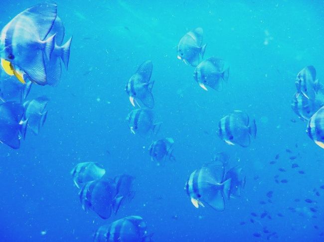 すると<br />いつのまにか囲まれてる?<br /><br />やっぱ群でした（笑）