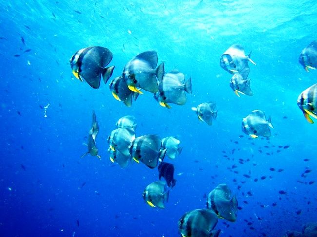 廻りは全部<br />ツバメウオ<br /><br />ノンビリ泳ぐから見応えあります<br />(^_-)-☆